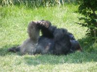 Restful Gorilla