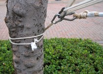 Rope Tied On Tree