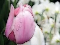 Rosa Tulip With Raindrops