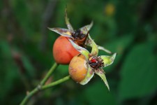 Rose Hips With Ant