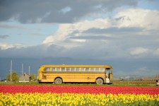 School Bus And Flowers