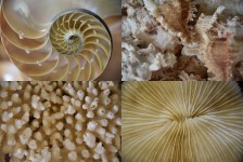 Sea Life Quad Pictures