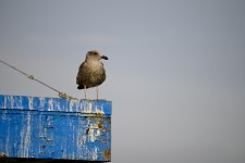 Seagull On Rusty Rooftop