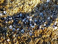 Shells On Sandy Seashore