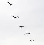 Silhouette Of 5 Pelicans Flying