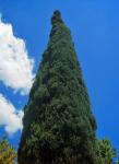 Single Cypress Tree