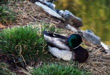 Sleeping Mallard Duck