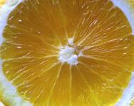 Slice Of Citrus
