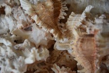Spiny Murex Shells