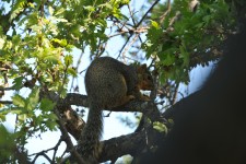 Squirrel In Tree 1