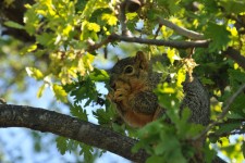 Squirrel In Tree 2