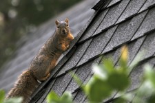 Squirrel On Roof