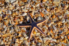 Starfish And Shells