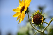 Sunflower And Pod