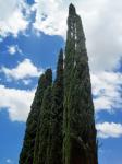 Tall Cypress Trees