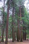 Tall Pines In Yosemite