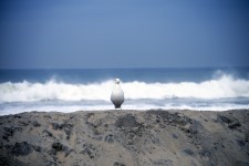 The Seagull And The Sea