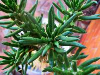 Thorned Finger Cactus