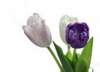 Three Tulips With Space