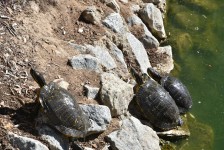 Three Turtles Sunbathing
