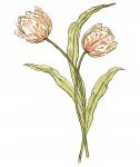 Tulip Flowers Illustration