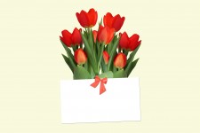 Tulips With Gift Card
