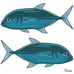 Tuna Clip Art