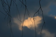 Twigs With Cloud