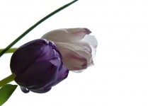 Two Tulips Profile