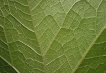 Veined Leaf