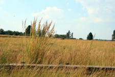 Veld Grass