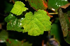 Vine Leaves With Rain Drops