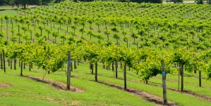 Vineyards Of North Georgia, USA