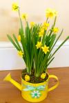 Watering Can And Daffodils
