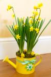 Watering Can And Daffodils