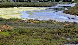 Wetlands Scenic
