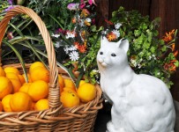 White Cat With Yellow Lemons