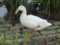 White Duck On One Leg At A Pond