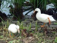 White Ducks At A Pond