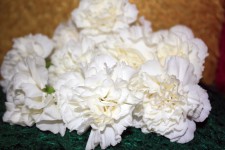White Flowers Background 2