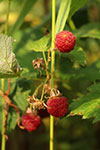 Wild Raspberry Plant