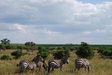 Wildlife In Masai Mara Zebra(Heard)