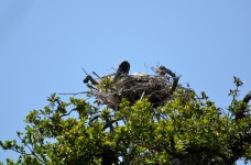 Wood Stork Nesting