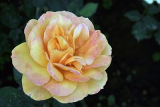 Yellow And Pink Rose