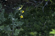 Yellow Bird On Yellow Flower