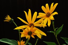 Yellow Flowers On A Dark Background