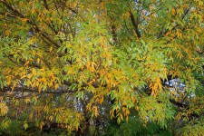 Yellow Foliage Of Changing Tree