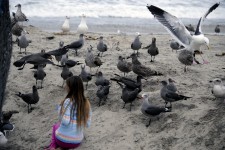 Young Girl Feeding The Gulls