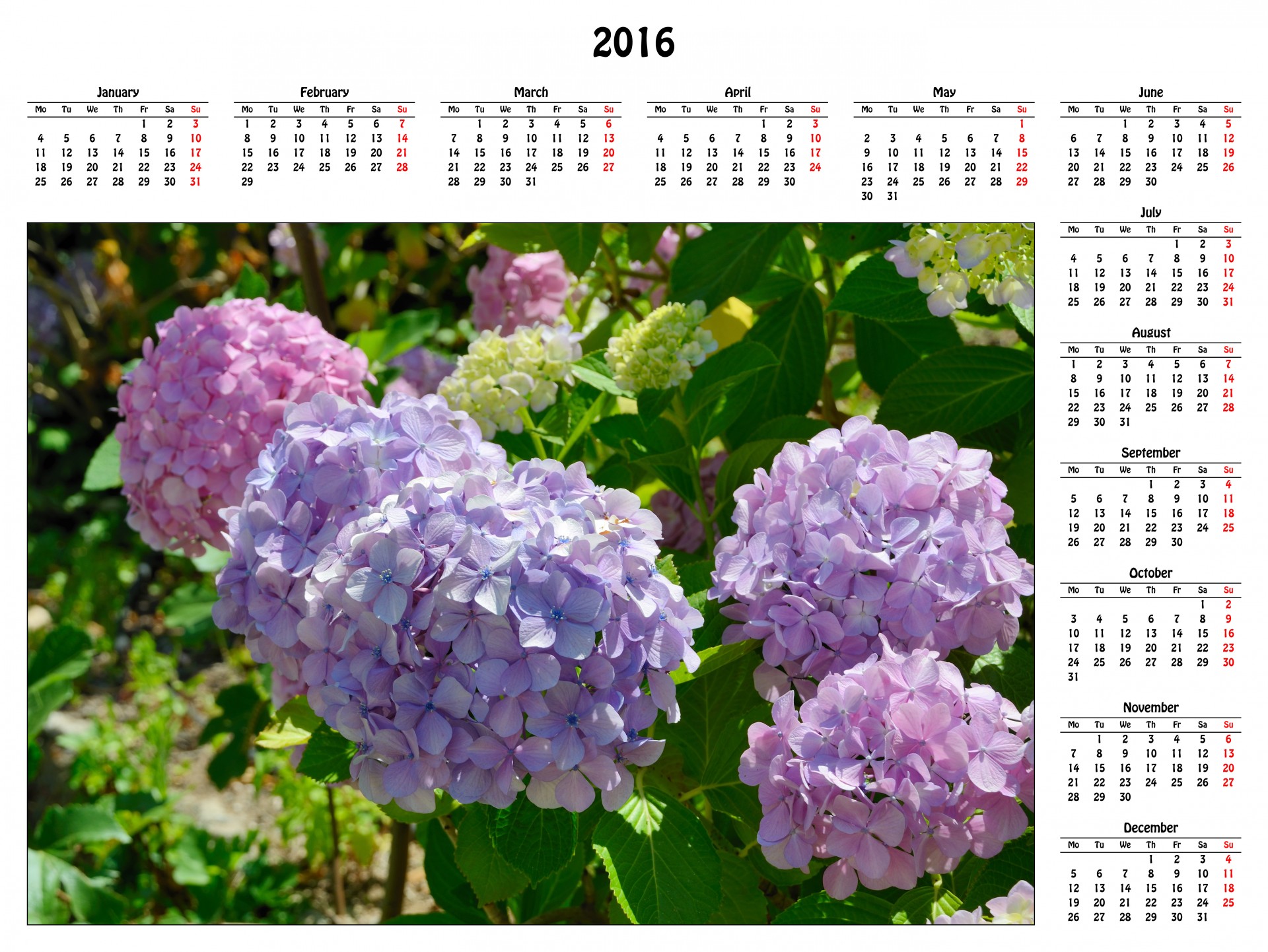 2016 printable calendar with color photo of beautiful flowers. You may replace this image with your own image.