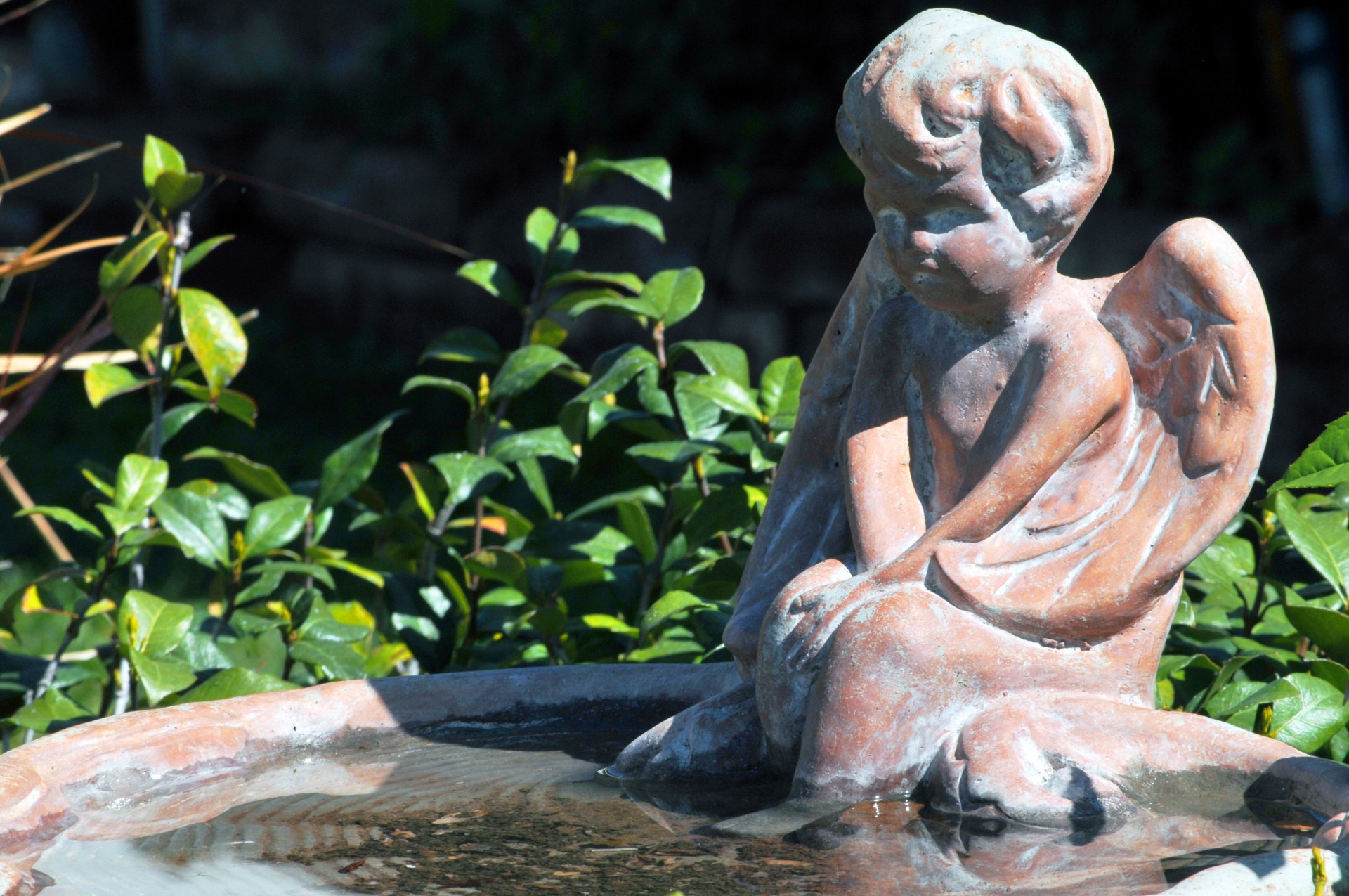 Terracotta Bird bath of an Angel with its feet in the water